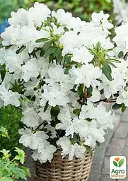 Саджанець Agro-Market Азалія Японська Мері Хелен (Azalea japonica Mery Helen) (181749) - мініатюра 2