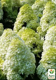 Саджанець Agro-Market Гортензія волотистаLimelight (44843) - мініатюра 4