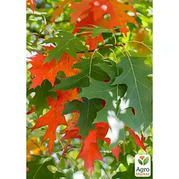 Саджанець Agro-Market Дуб північний Лорд Сноу (швидкозростаючий довгожитель) (177472) - мініатюра 2