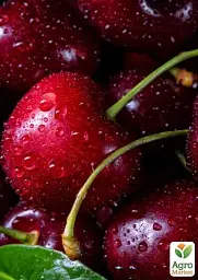 Саджанець Agro-Market Черешня Джерело (літній сорт, ранній термін дозрівання) 1 шт. в упаковці (39899) - мініатюра 2