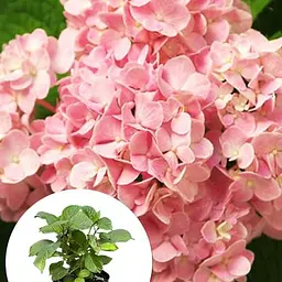 Гортензія крупнолиста 2-річна "Silky Pink" висота саджанця 25-45см (186190) 1 саженец - мініатюра 3