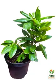 Саджанець Agro-Market Рододендрон Roseum elegans 2 річний (рожевий) (43011) - мініатюра 2