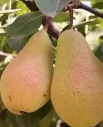 Саджанець Agro-Market Груша Львівський сувенір (зимовий сорт, пізній термін дозрівання) (25921) 1 шт. в упаковці - мініатюра 2