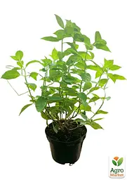 Саджанець Agro-Market Гортензія волотиста 2-х річна Little Spooky висота саджанця 20-30см (176630) - мініатюра 3