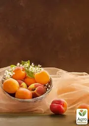 Саджанець Agro-Market Абрикос NJA 19 (літній сорт, середній термін дозрівання) 1 шт. в упаковці (39858) - мініатюра 3