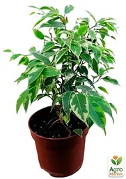 Саджанець Agro-Market Фікус Бенджаміна варієгатний Саманта (Ficus benjamina Samantha) вазон Р9 (71922) - мініатюра 2
