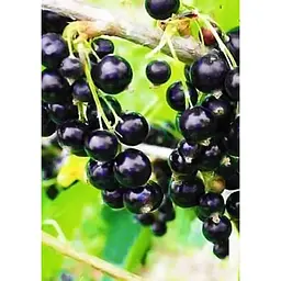 Саджанець Agro-Market Смородина чорна Рубен (Ruben) (середній термін дозрівання) 1 шт. в упаковці (19922) - мініатюра 2