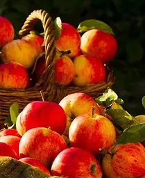 Саджанець Agro-Market Яблуня Чемпіон (Ранньозимовий сорт) (25647) 1 шт. в упаковці - мініатюра 4