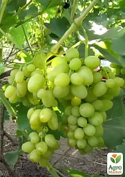 Саджанець Agro-Market Виноград Білий Кришталь (надранній великий мускат) 1 шт. в пакуванні (158229) - мініатюра 2