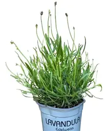 Лаванда Agro-Market Edelweiss 2-х річна 20-30 см з Нідерландів біла 1 саджанець в упаковці (147847) - мініатюра 3