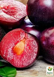 Саджанець Agro-Market Алича-Абрикосовий гібрид Черрікос (з легким ароматом полуниці) 1 шт. в упаковці (181926) - мініатюра 3