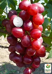 Саджанець Agro-Market Виноград Лада Т (ранній термін дозрівання, має великі грона з великими рожевими ягодами) 1 шт. в пакуванні (49498) - мініатюра 2