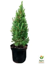 Саджанець Agro-Market Ялина 3-річна канадська Daisy's White S3 висота 25-35 см 1 шт. в упаковці (62768) - мініатюра 3