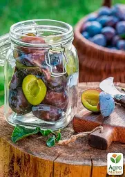 Саджанець Agro-Market Слива Амерс (осінній сорт, пізній термін дозрівання) 1 шт. в упаковці (39961) - мініатюра 3