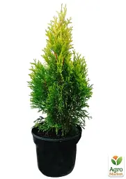 Саджанець Agro-Market Туя 3-річна західна Golden Smaragd S2 висота 25-35 см 1 шт. в упаковці (63076) - мініатюра 3