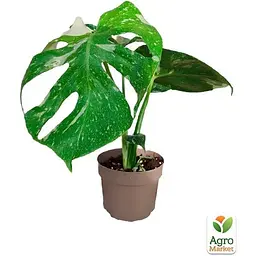 Монстера Agro-Market Deliciosa variegatum Alba 30-40 см (189395) 1 саджанець в упаковці (кімнатний) Нідерланди - мініатюра 2