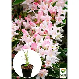 Саджанець Agro-Market Вейгела 2-х річна Splendid С3 висота 20-40 см (152339) 1 шт. в упаковці - мініатюра 4