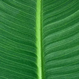 Штучна рослина Engard Banana Tree 155 см (TW-09) - мініатюра 2