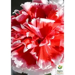 Саджанець Agro-Market Гвоздика Махрова Pinocchio Amarena (контейнер № 10 висота 10 см) (49331) 1 шт. в упаковці - мініатюра 3