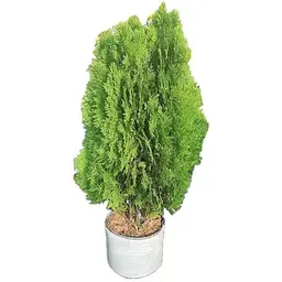 Саджанець Agro-Market Туя східна Aurea Nana (ком/сітка) висота 60-80 см 1 шт. в упаковці (179900) - мініатюра 2