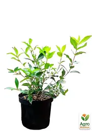 Вейгела Minuet (Weigela'Minuet') S3 висота 50-60см (62741) 1 саженец - мініатюра 3