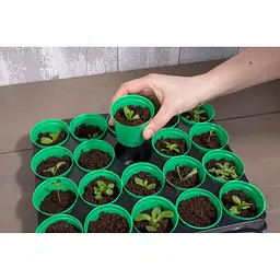 Касета для розсади Kinzo Garden 20 комірок - мініатюра 3