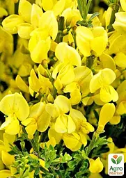 Саджанець Agro-Market Рокитник Golden Sunlight (цитісус) вазон С3 (181558) - мініатюра 4