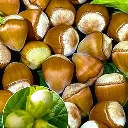 Саджанець Agro-Market Фундук Королівський (Royal) (преміальний, високоврожайний сорт, середнього терміну дозрівання, садити по 2 шт) (47381) 1 шт. в упаковці - мініатюра 3