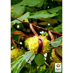 Саджанець Agro-Market Каштан зелений Кінський (найпопулярніший різновид) (44862) - мініатюра 5