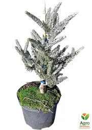 Саджанець Agro-Market Ялиця корейська Silberlocke С7.5 висота 50-60 см 1 шт. в упаковці (183032) - мініатюра 4