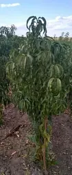 Саджанець Agro-Market Нектарин яскраво-червоний Медова насолода (Honey sweetness) (англійська селекція, преміальний супер ранній сорт) 1 шт. в упаковці (44001) - мініатюра 4