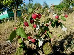Саджанець Agro-Market Малинове дерево Богатир 1 шт. в пакуванні (37026) - мініатюра 3
