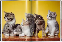 Walter Chandoha. Cats. Photographs 1942-2018 - мініатюра 5