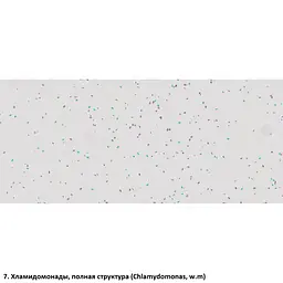 Набір препаратів Optima Загальна біологія E (100 шт.) (S-003.4) - мініатюра 8