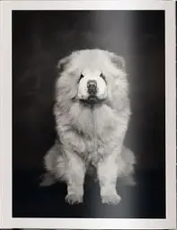 The Dogs: Human Animals - мініатюра 4