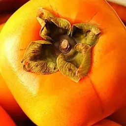 Саджанець Agro-Market Хурма на віргінській морозостійкій підщепі Корольок вищий сорт! (44807) 1 шт. в упаковці - мініатюра 7