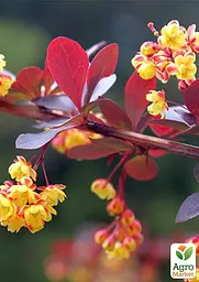 Саджанець Agro-Market Барбарис Тунберга 3-х річний Atropurpurea Nana С3, висота саджанця від 25см (175131) - мініатюра 5