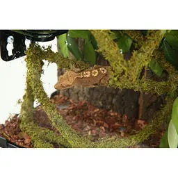 Ліана гнучка з натуральним мохом для тераріуму Repti-Zoo Artificial Moss Vine 1,5см x 2м (RV0215) - мініатюра 14
