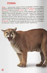 Велика книжка. Дикі кішки - - мініатюра 3