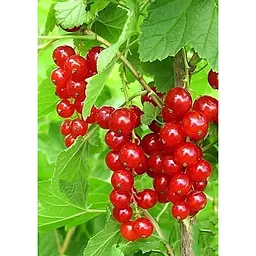 Саджанець Agro-Market Порічка червона Йонкер Ван Тетс (Jonkheer Van Tets) (середньо-ранній термін дозрівання) 1 шт. в упаковці (20742) - мініатюра 2