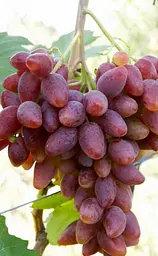 Саджанець Agro-Market Виноград Дубовський Рожевий (величезне гроно 1000-1500 гр, гігантська ягода) (50839) 1 шт. в пакуванні - мініатюра 3