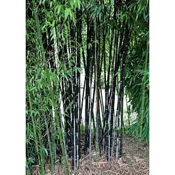 Саджанець Agro-Market Бамбук Phyllostachys Nigra С3 висота 40-60 см 1 шт. в упаковці (183882) - мініатюра 3