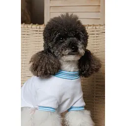 Футболка Pet Fashion Polo для собак S - мініатюра 5