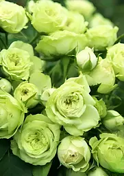 Троянда флорібунда Agro-Market Lovely Green саджанець класу АА+ в контейнері (180845) - мініатюра 3
