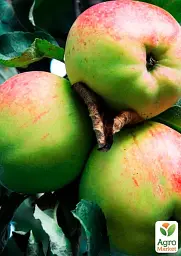 Саджанець Agro-Market Яблуня Антонівка (осінній сорт, середній термін дозрівання) 1 шт. в упаковці (25755) - мініатюра 2