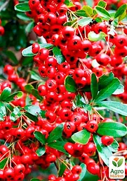 Саджанець Agro-Market Піраканта (живопліт) Red Column (48735) - мініатюра 2