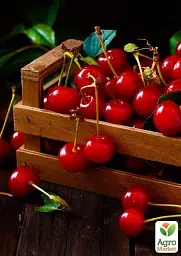 Саджанець Agro-Market Вишня Іграшка (літній сорт, ранній термін дозрівання) 1 шт. в упаковці (21361) - мініатюра 3