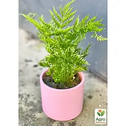 Птеріс вічнозелений Agro-Market Straminea 30-40 см (179058) 1 саджанець в упаковці кімнатний
