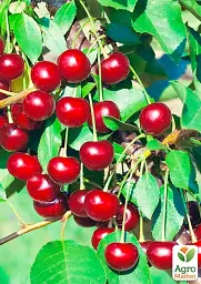 Саджанець Agro-Market Вишня Відродження (літній сорт, ранній термін дозрівання) 1 шт. в упаковці (35902) - мініатюра 2