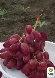 Саджанець Agro-Market Виноград Нащадок Різамата (дуже ранній термін дозрівання, морозостійкість висока до -25⁰С) 1 шт. в пакуванні (36290) - мініатюра 2